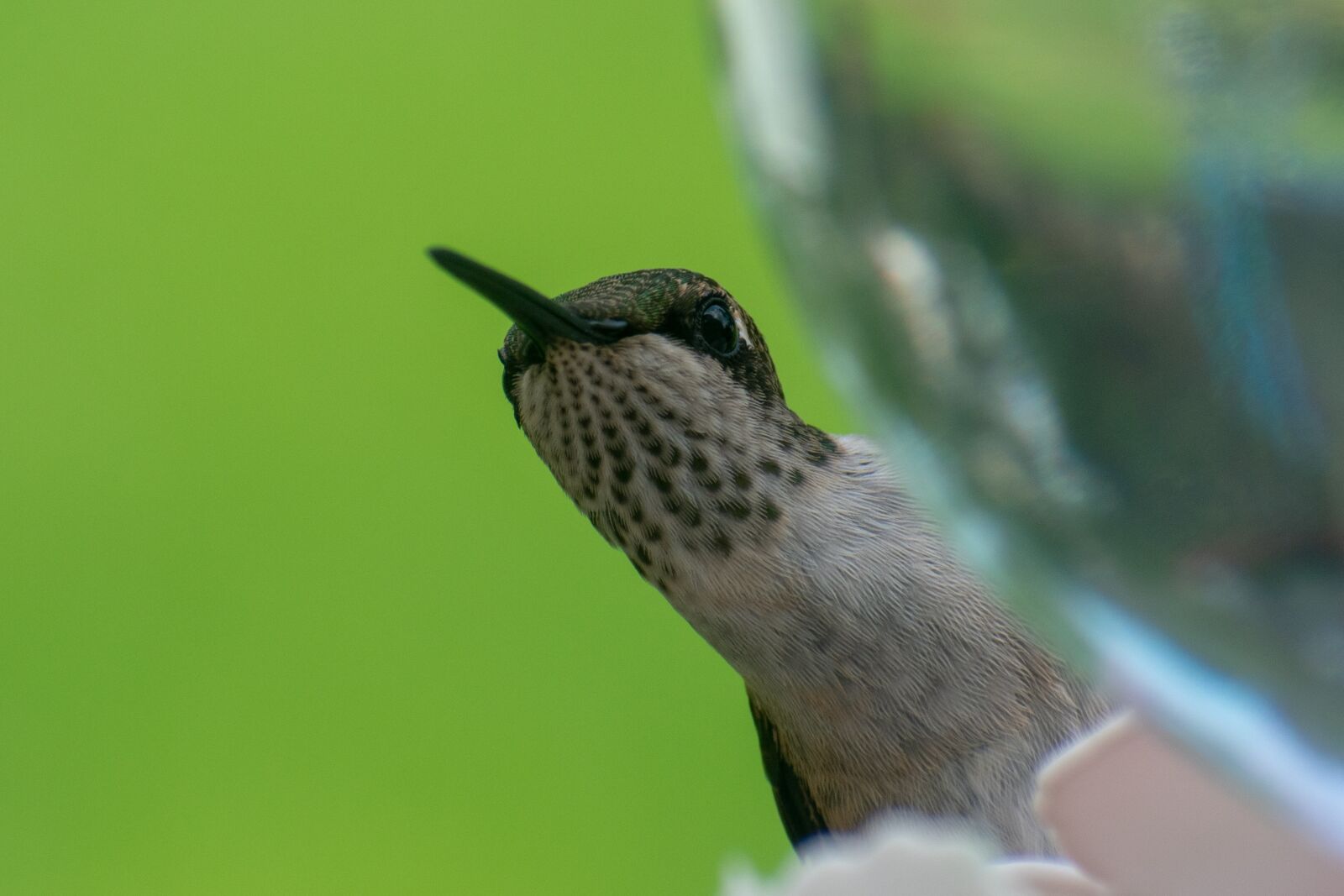 Nikon D3400 sample photo. Bird, nature, hummingbird photography