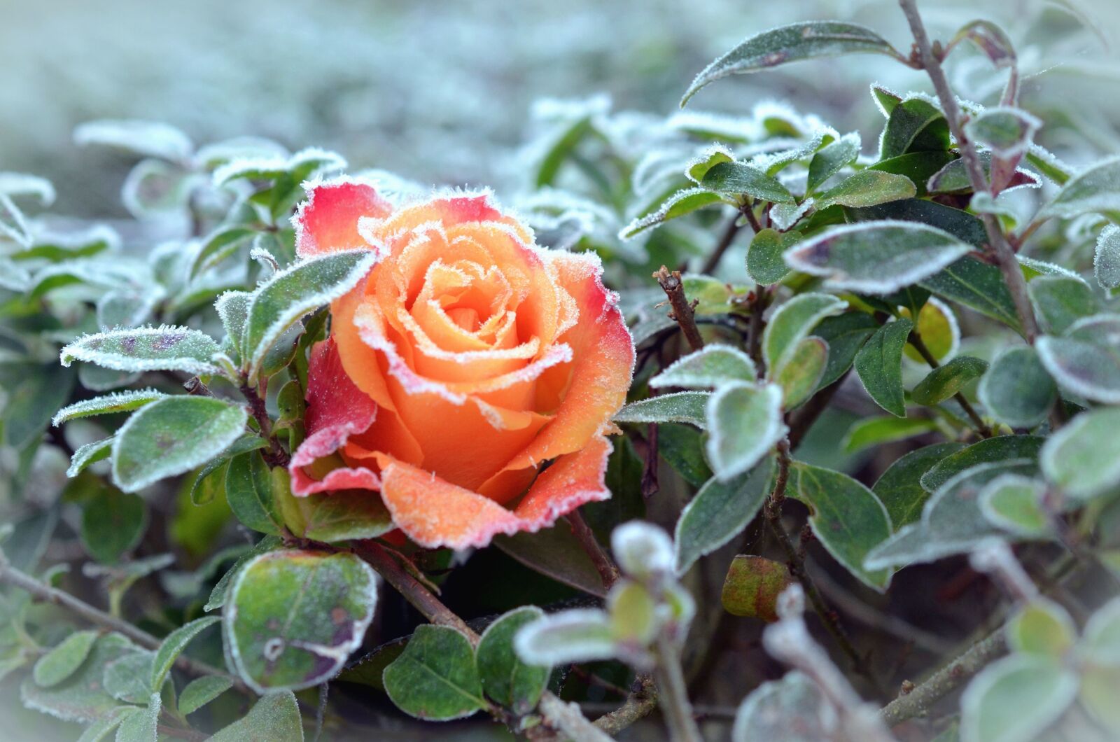 Nikon D5100 sample photo. Rose, plant, flower, frost photography