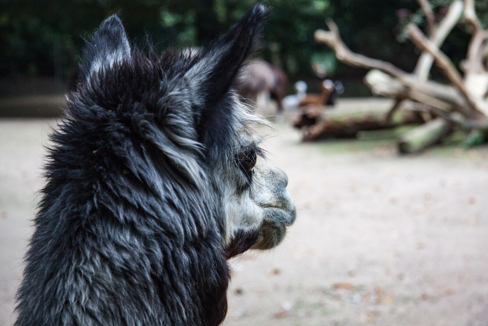 Canon EF-S 17-85mm F4-5.6 IS USM sample photo. Alpaca, animal, animal portrait photography
