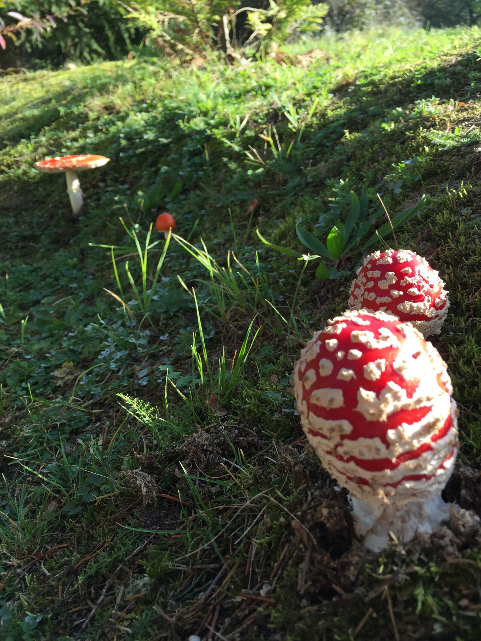 Apple iPhone 6 sample photo. Fly agaric, mushroom, forest photography