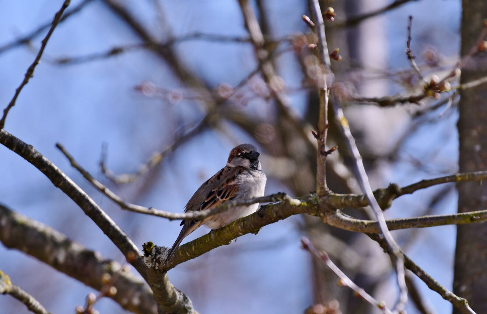 Nikon D500 sample photo. Bird, mus, plumage photography