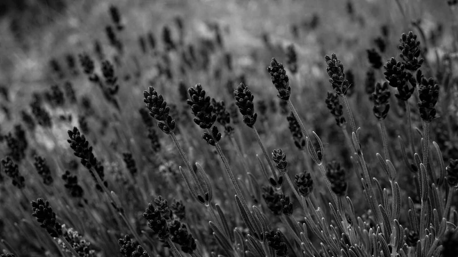 Sony E 30mm F3.5 Macro sample photo. Lavender, black white, background photography