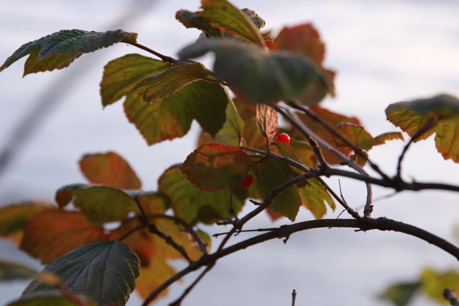 Canon EOS 7D Mark II sample photo. Red berries, autumn, leaves photography