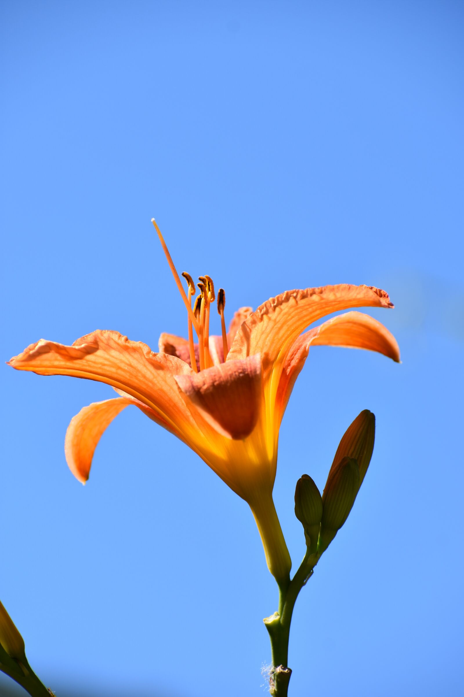 Nikon D3400 sample photo. Day-lily, orange, blue photography