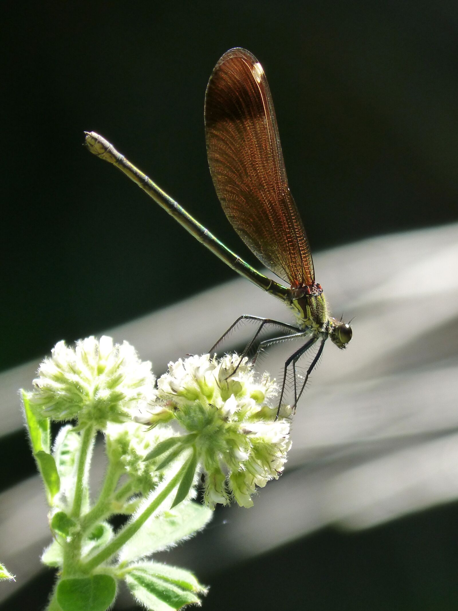 Panasonic DMC-FZ62 sample photo. Libella, black dragonfly, calopteryx photography