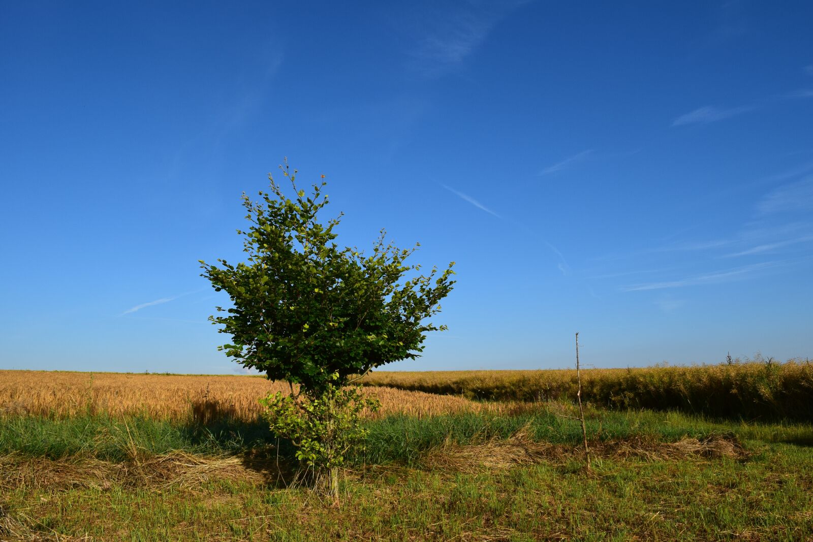 Nikon D3300 sample photo. Fields, agriculture, nature photography