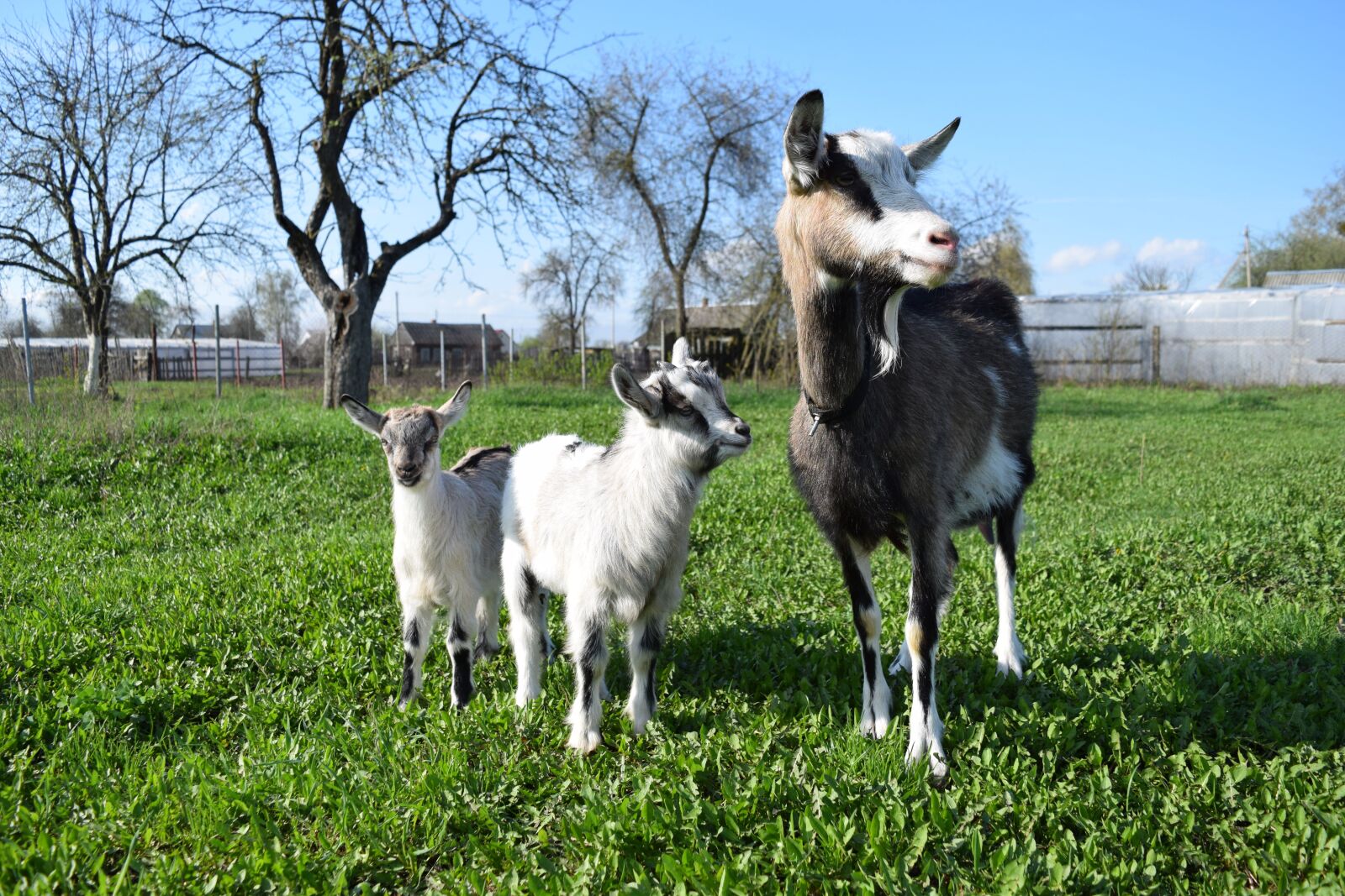 Nikon D5300 sample photo. Goat, mammals, nature photography