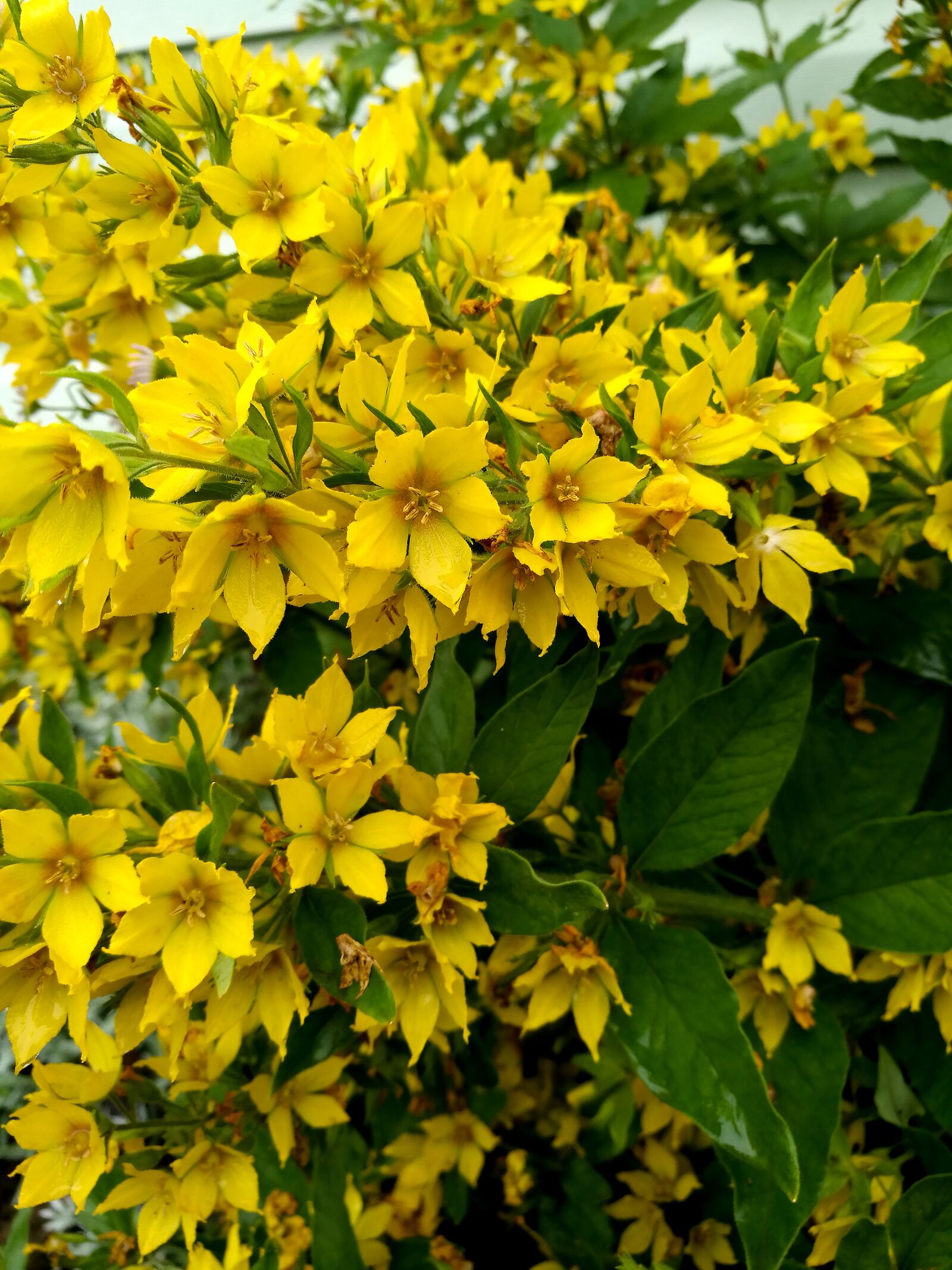 HUAWEI P9 sample photo. Flowers, yellow flowers, macro photography