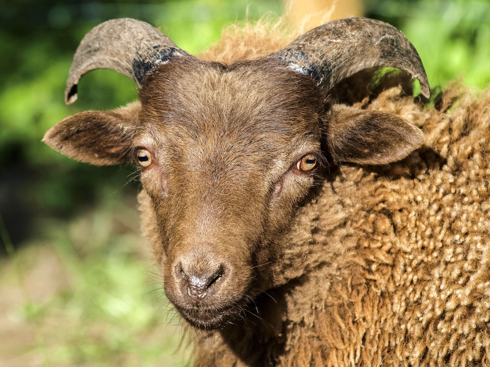 Olympus E-3 sample photo. Sheep, animal, mammal photography