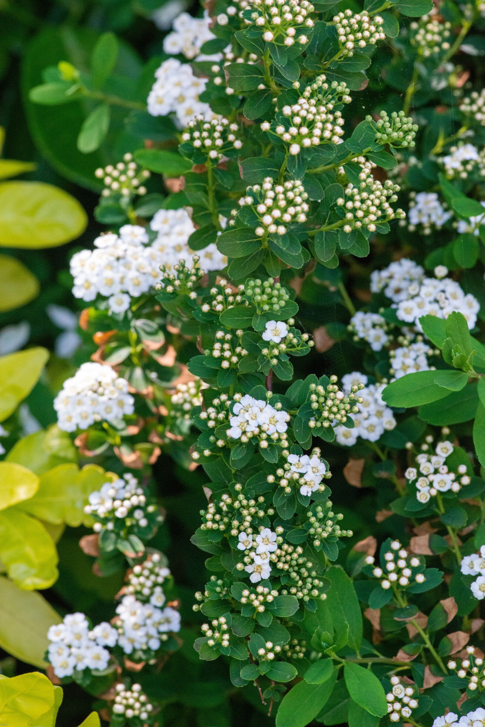 Nikon D800 sample photo. White, flower, blossom photography