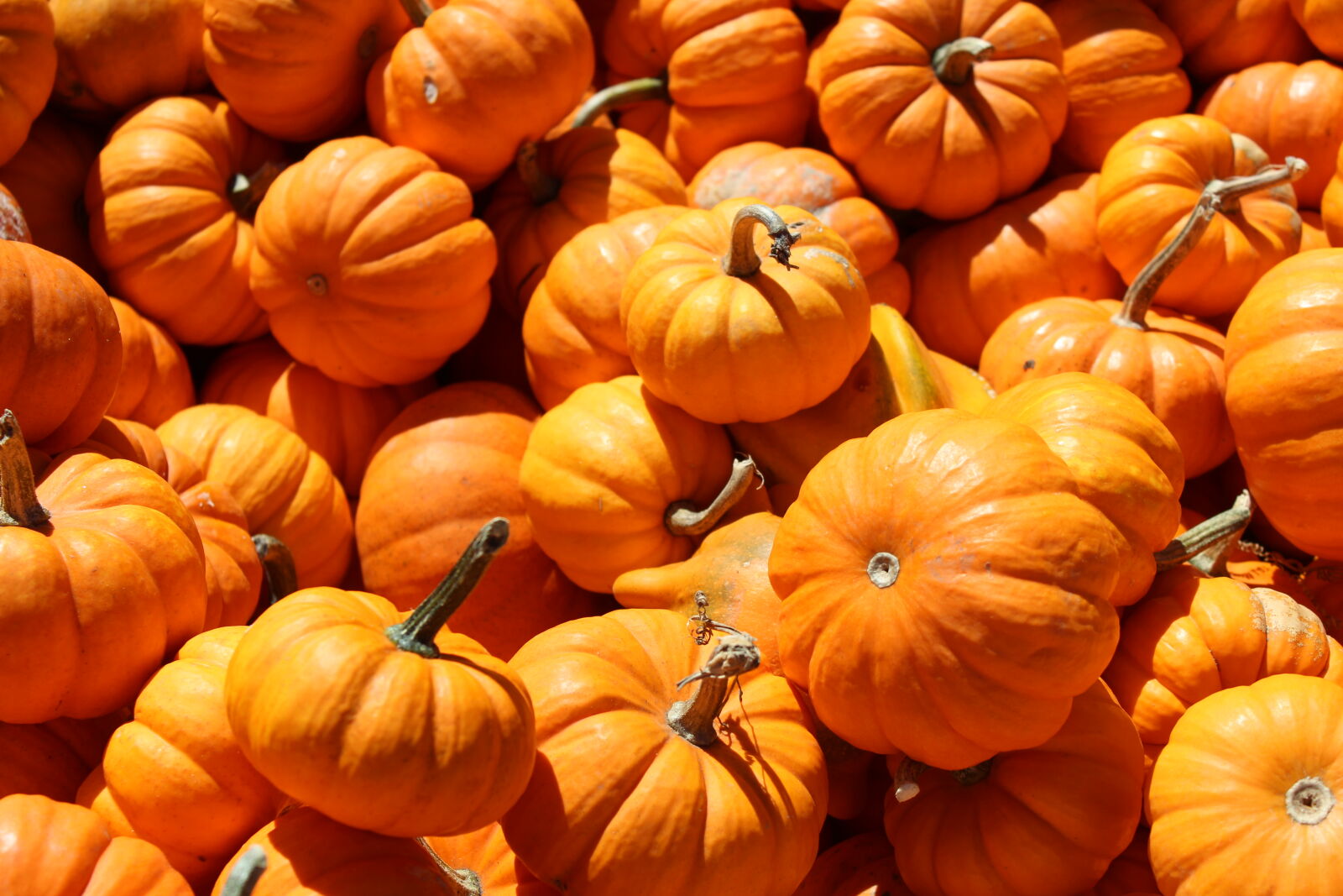 Canon EOS 1200D (EOS Rebel T5 / EOS Kiss X70 / EOS Hi) sample photo. Fall, orange, pumpkin photography