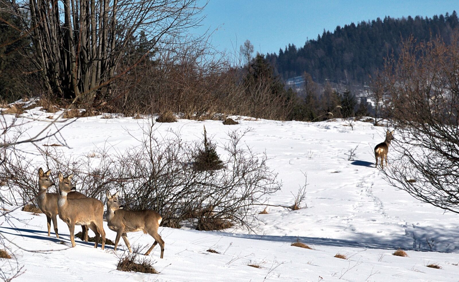 Nikon D90 sample photo. Deer, forest, winter photography