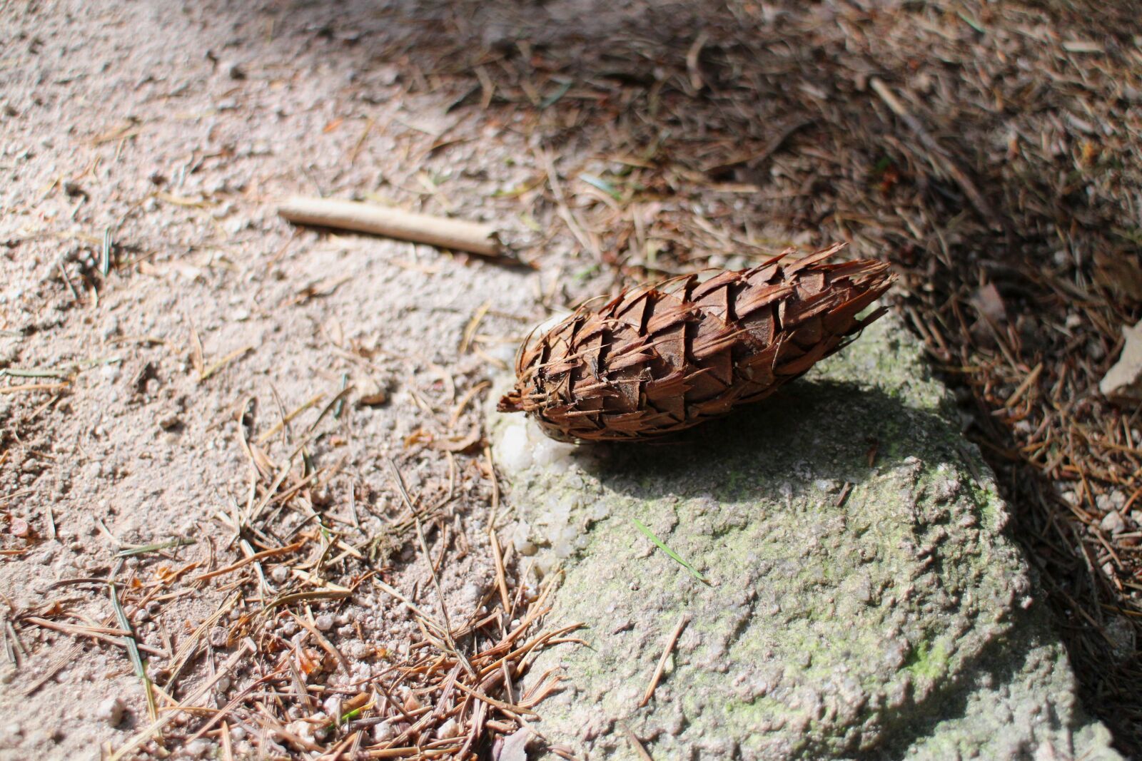 Canon EOS M sample photo. Pine cones, forest, forest photography