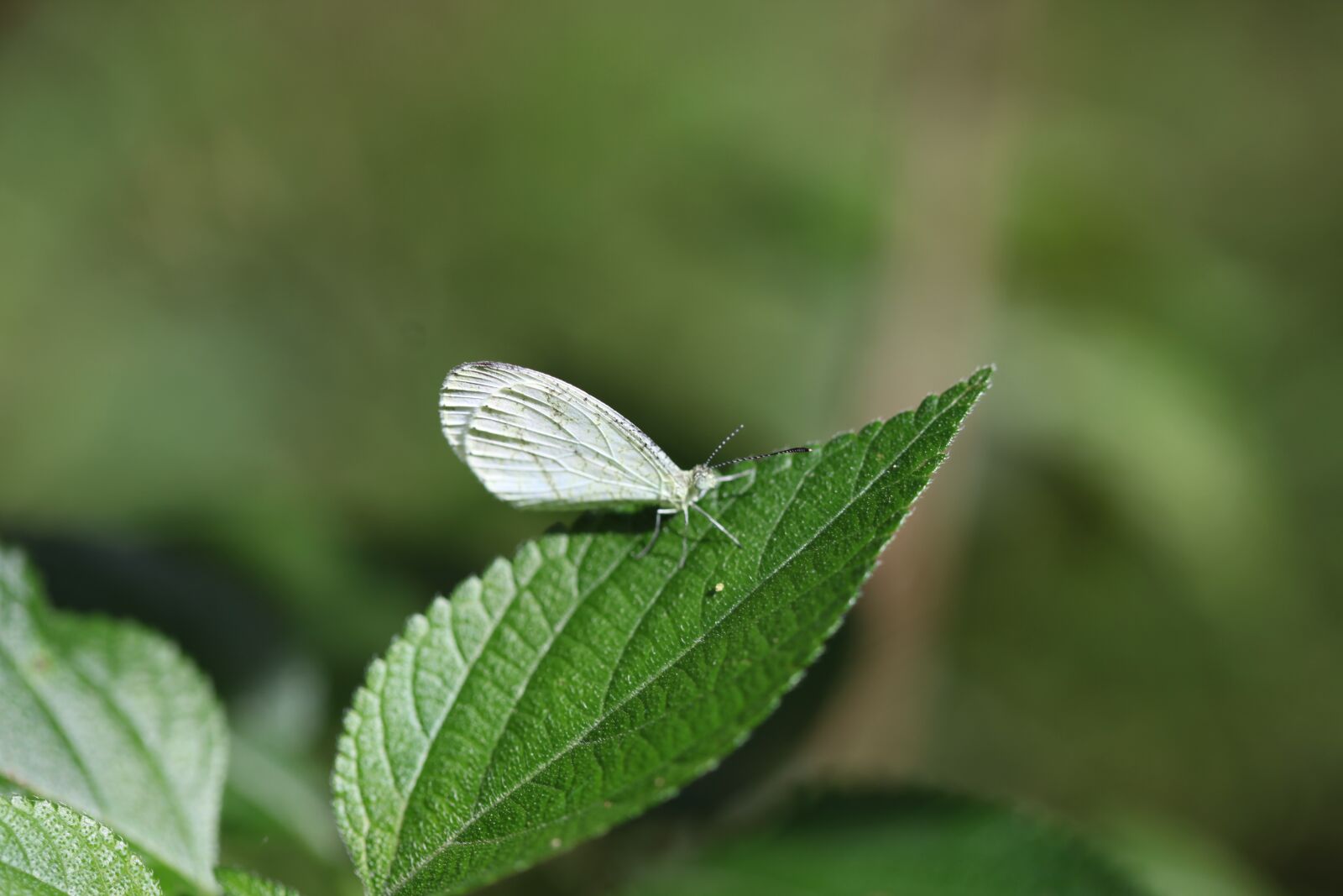 Canon EOS 5D Mark II sample photo. Leaf, nature, outdoors photography