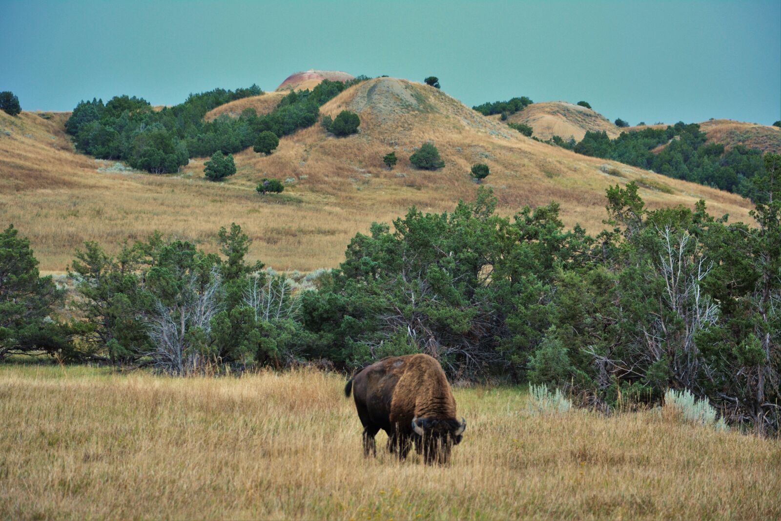 Nikon D5200 sample photo. Buffalo, bison, badlands photography
