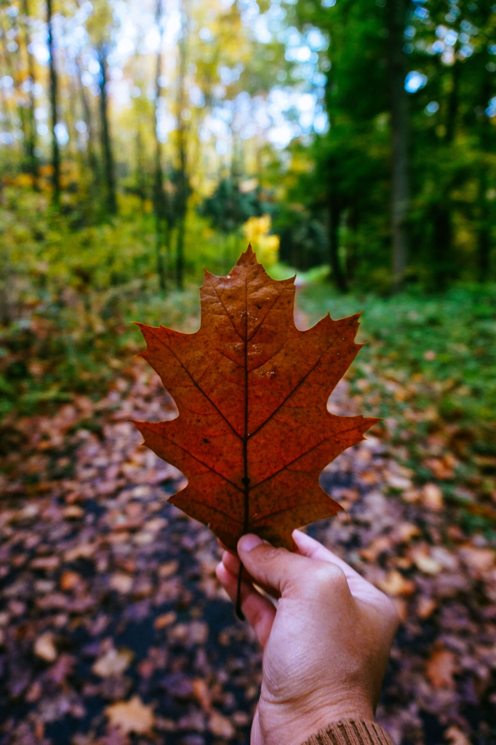 Sony Alpha a5000 (ILCE 5000) sample photo. Leaf, autumn photography