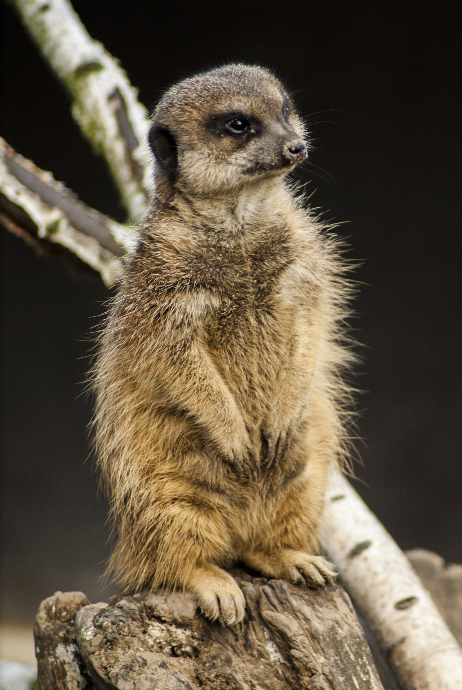 Sony Alpha DSLR-A200 sample photo. Nature, mammals, charming photography