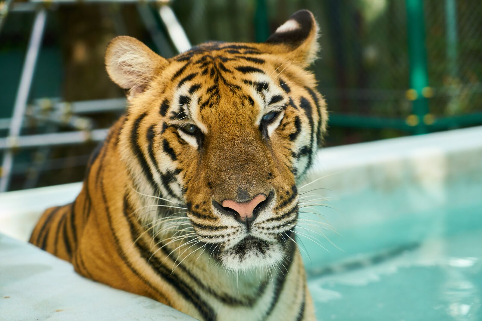 Sony a7R II sample photo. Tiger, wild, for photography