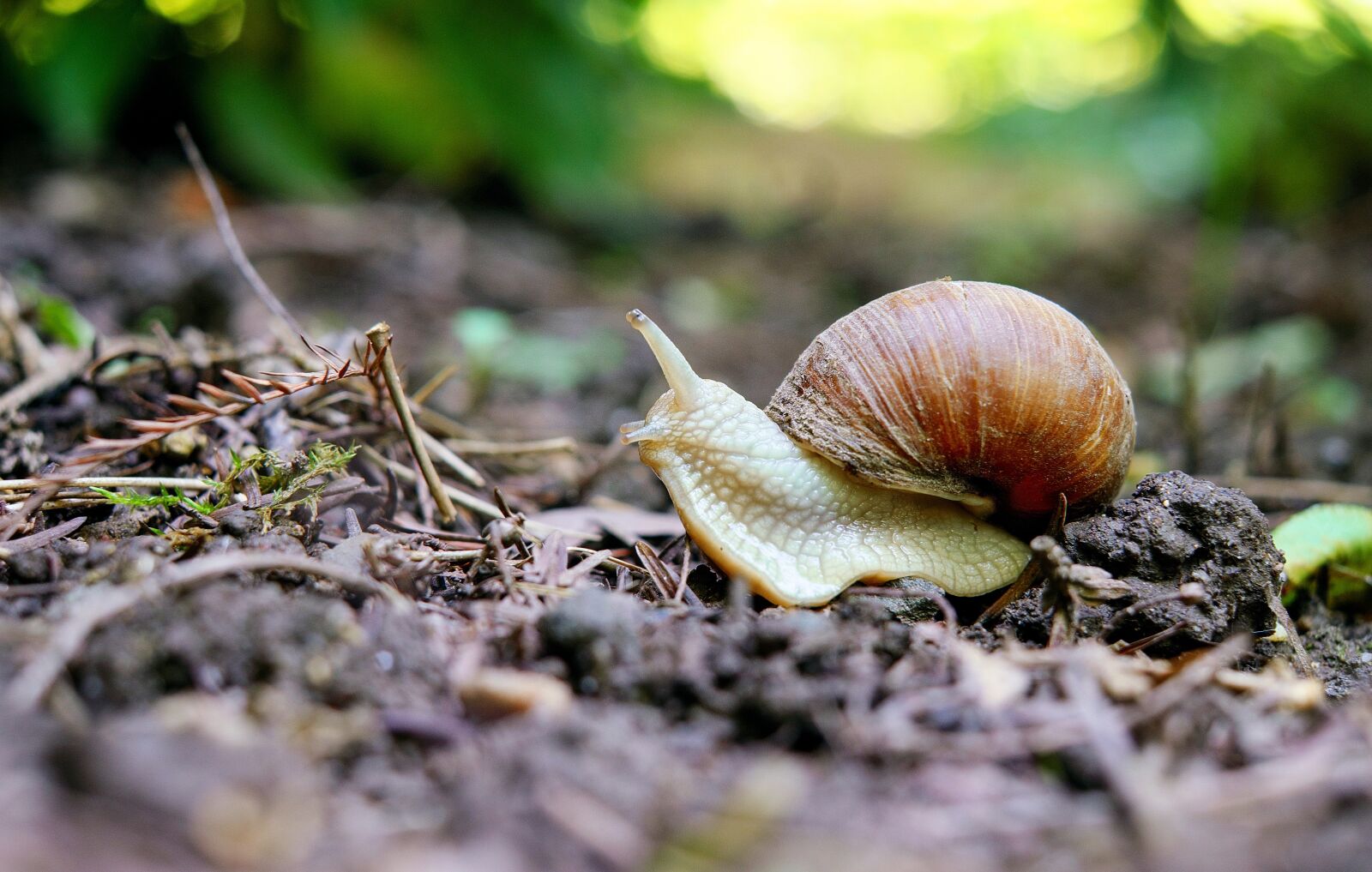 Fujifilm X-T10 + Fujifilm XF 35mm F1.4 R sample photo. Snail, mollusk, shell photography