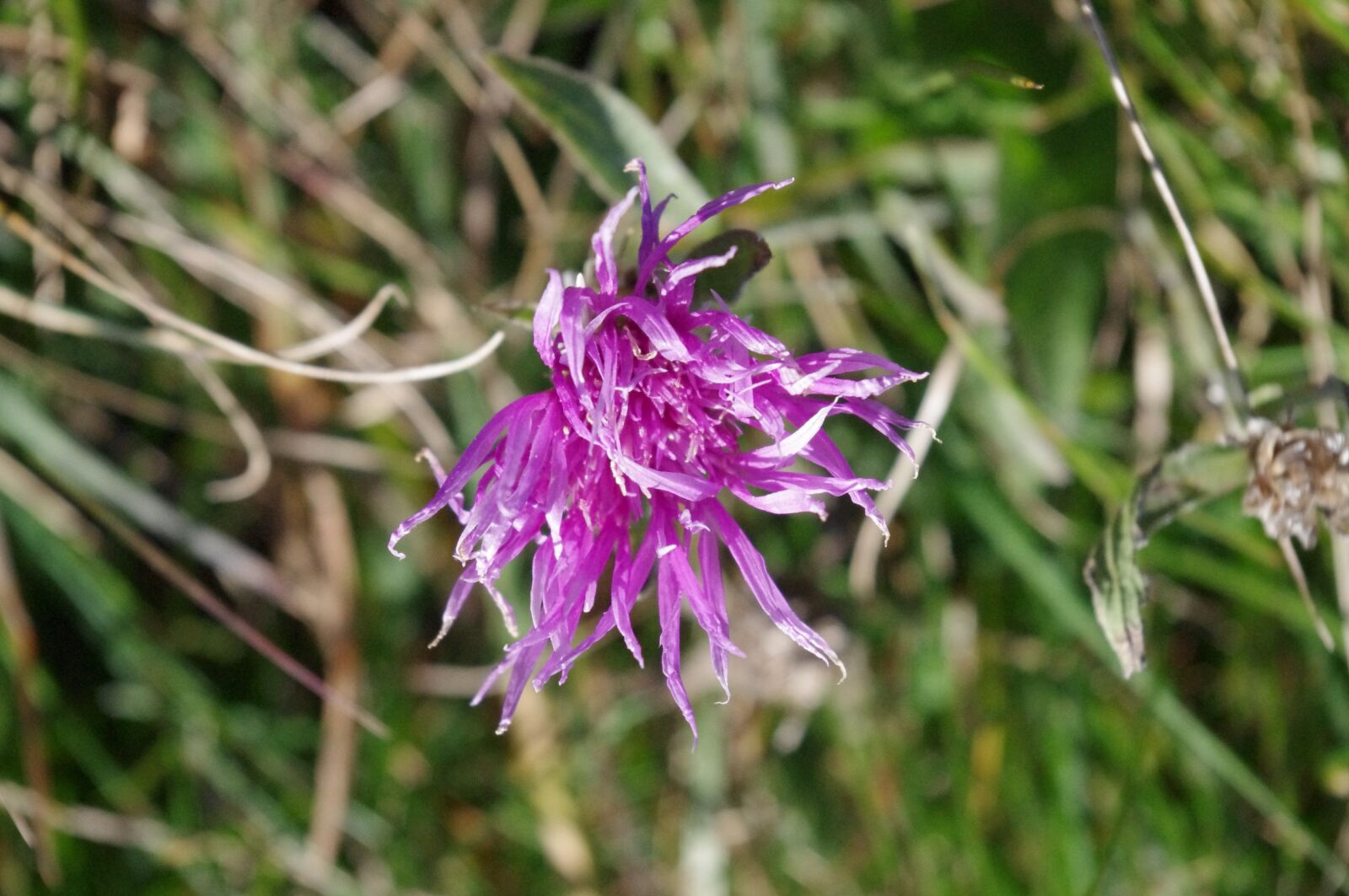 Pentax K-x sample photo. Purple flower, floret, violet photography