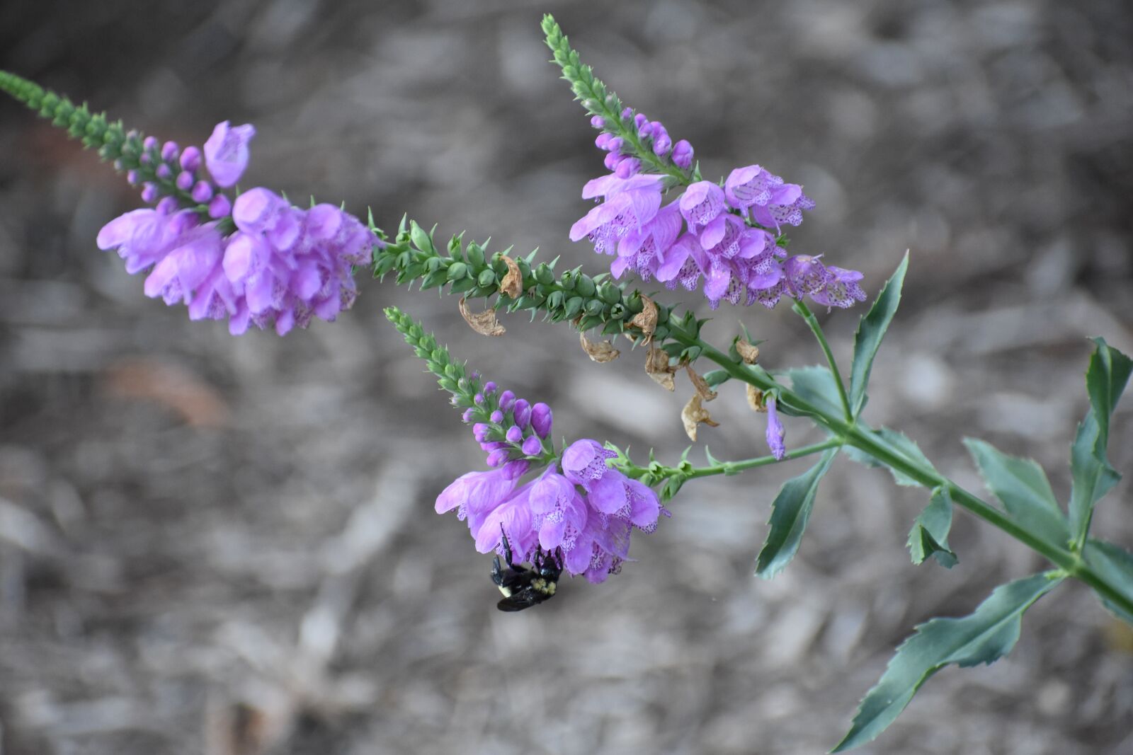 Nikon D3400 sample photo. Bee, flower, pollen photography
