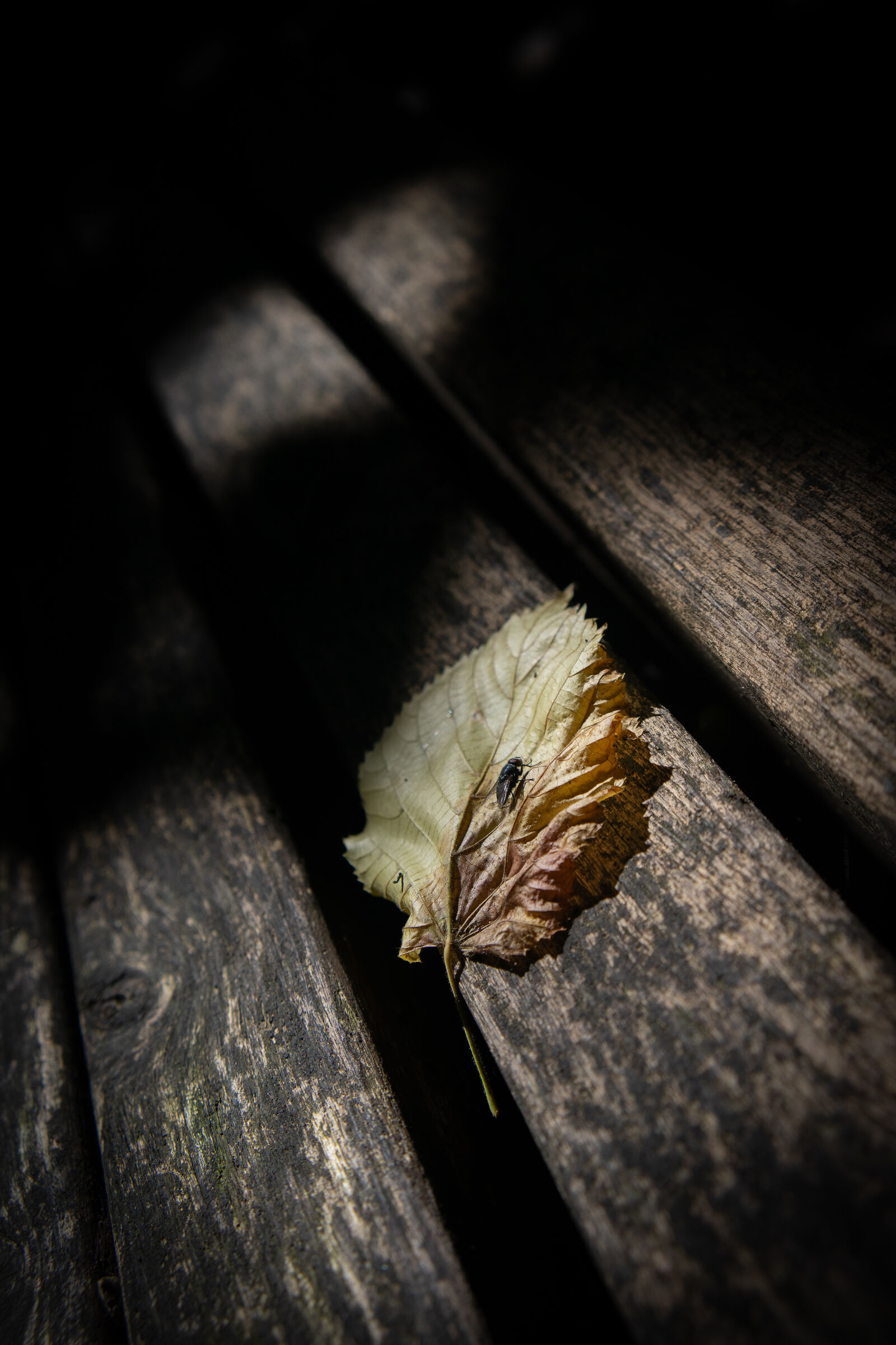 Samyang AF 35mm F1.8 FE sample photo. About how a fly photography