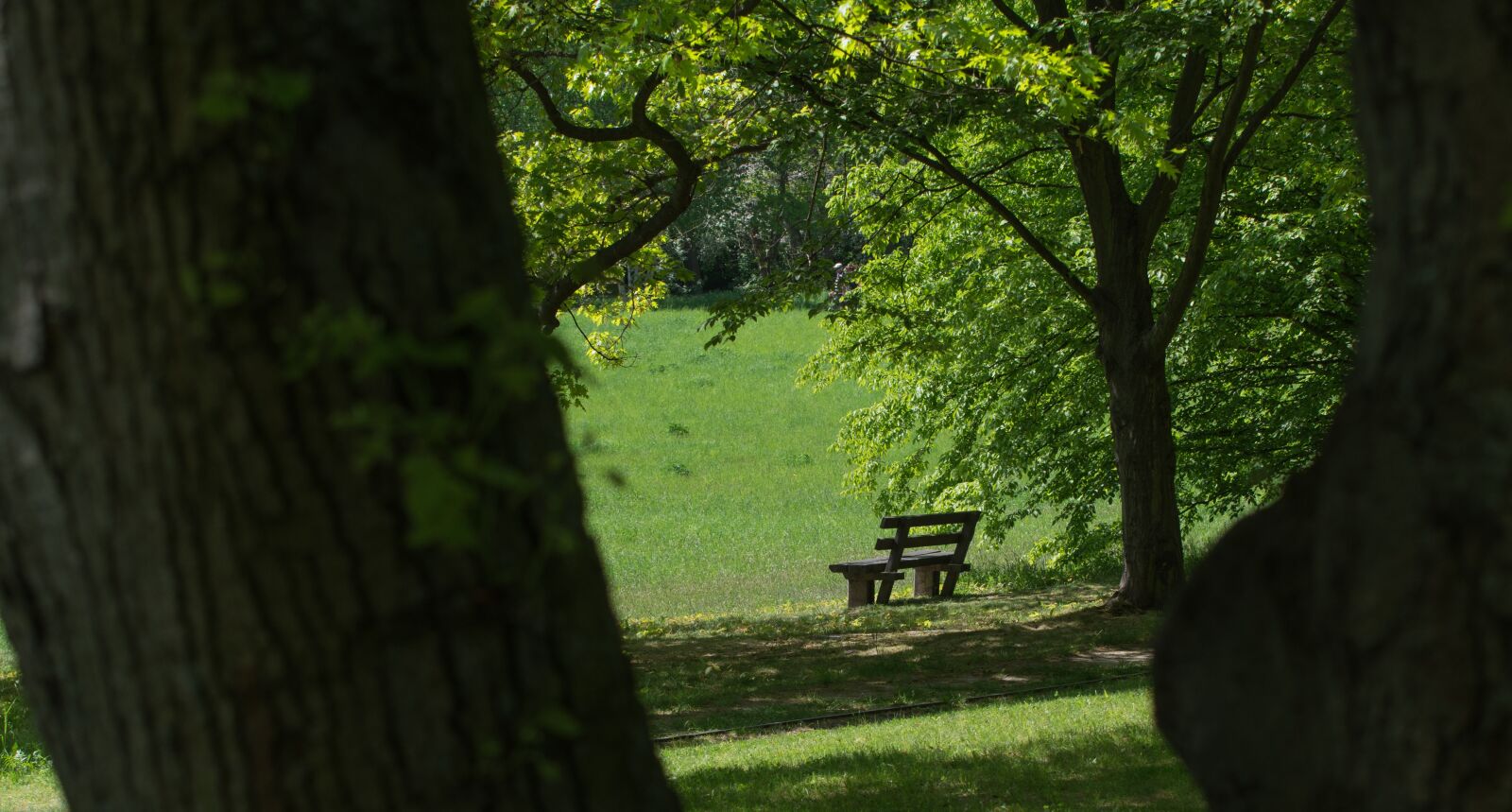 Pentax K-3 sample photo. Tree, park bench, shadow photography
