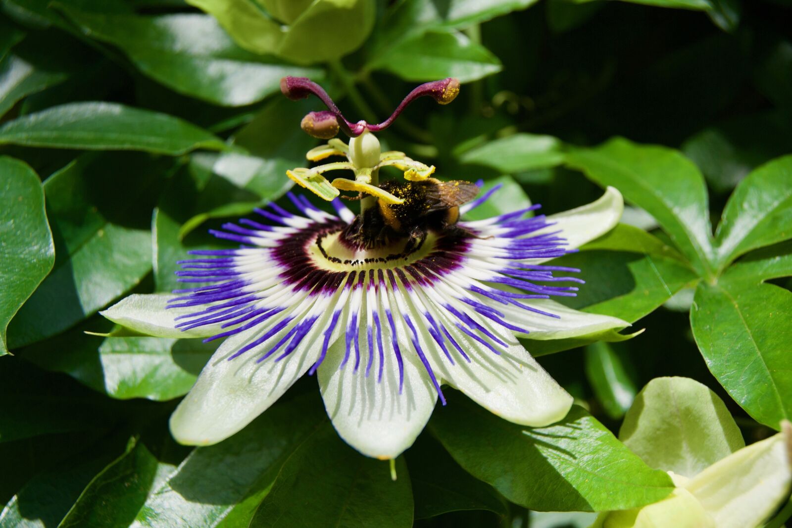 Nikon D3100 sample photo. Passion flower, bumblebee, summer photography