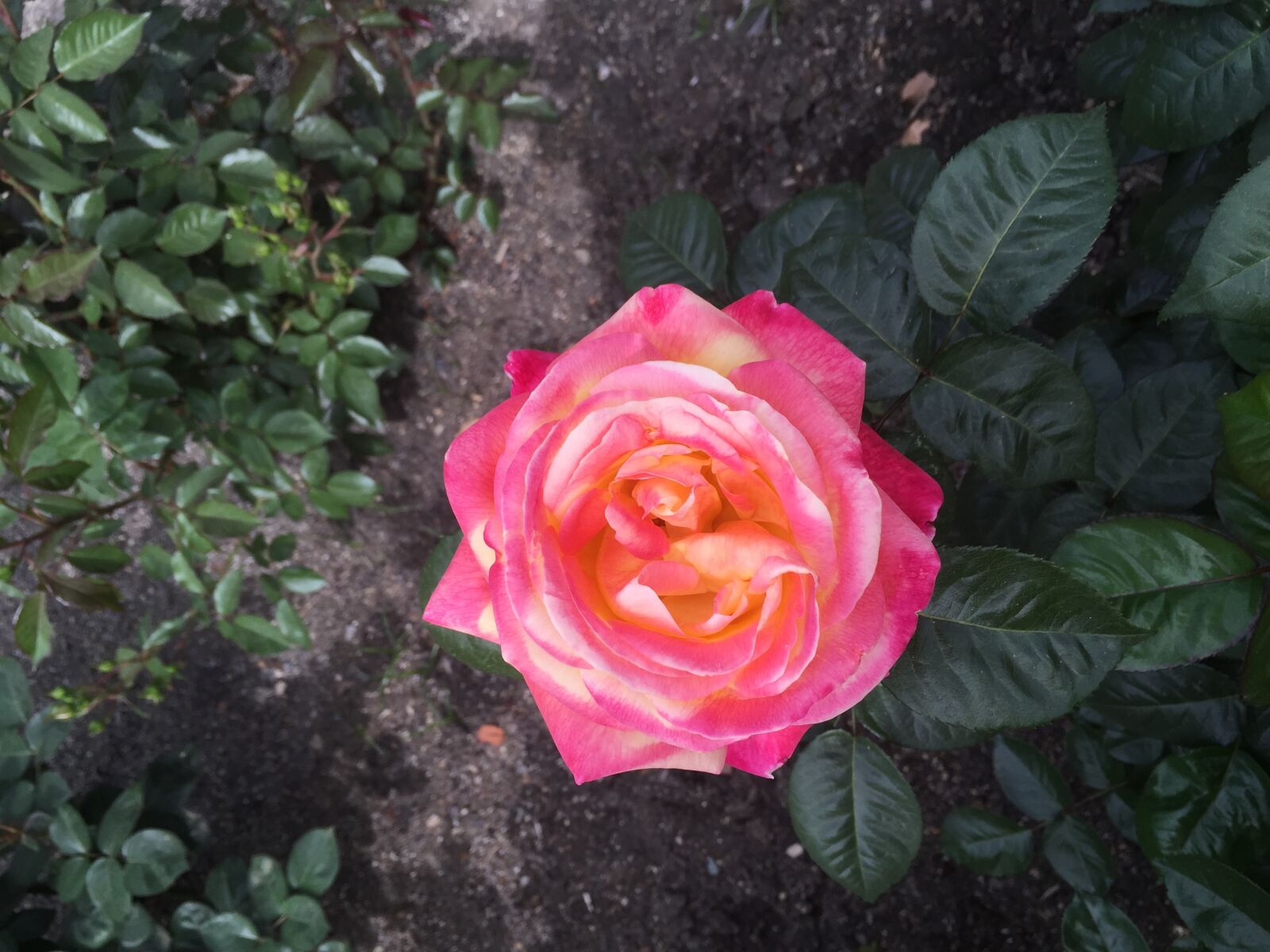 iPhone 6 Plus back camera 4.15mm f/2.2 sample photo. Rose, flower, blossom photography