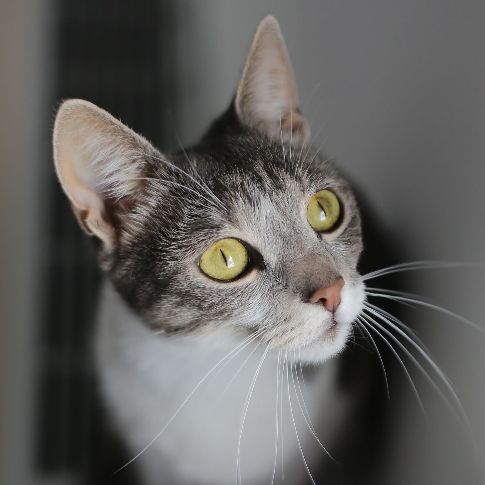 Canon EF 50mm F1.4 USM sample photo. Domestic cat, eyes, looking photography