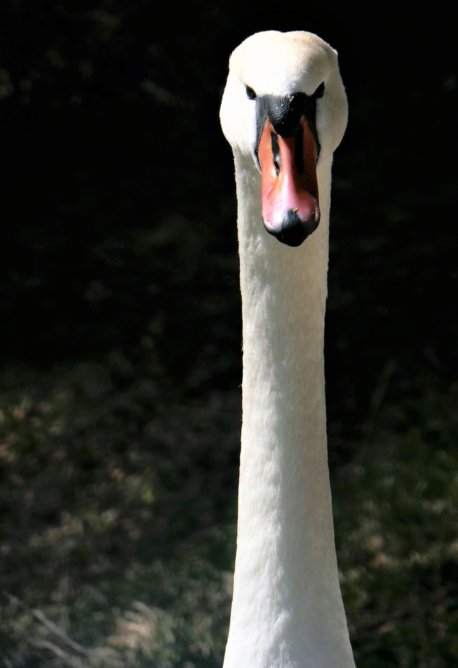 Panasonic DMC-TZ101 sample photo. Swan, gooseneck, water bird photography