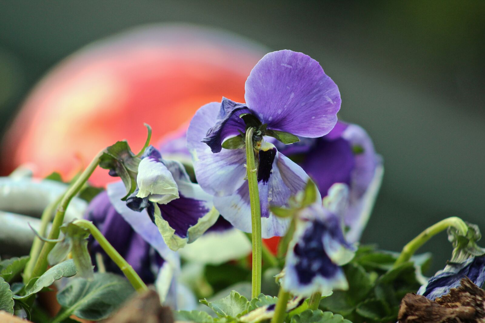 Canon EF75-300mm f/4-5.6 sample photo. Garden, flora, close up photography