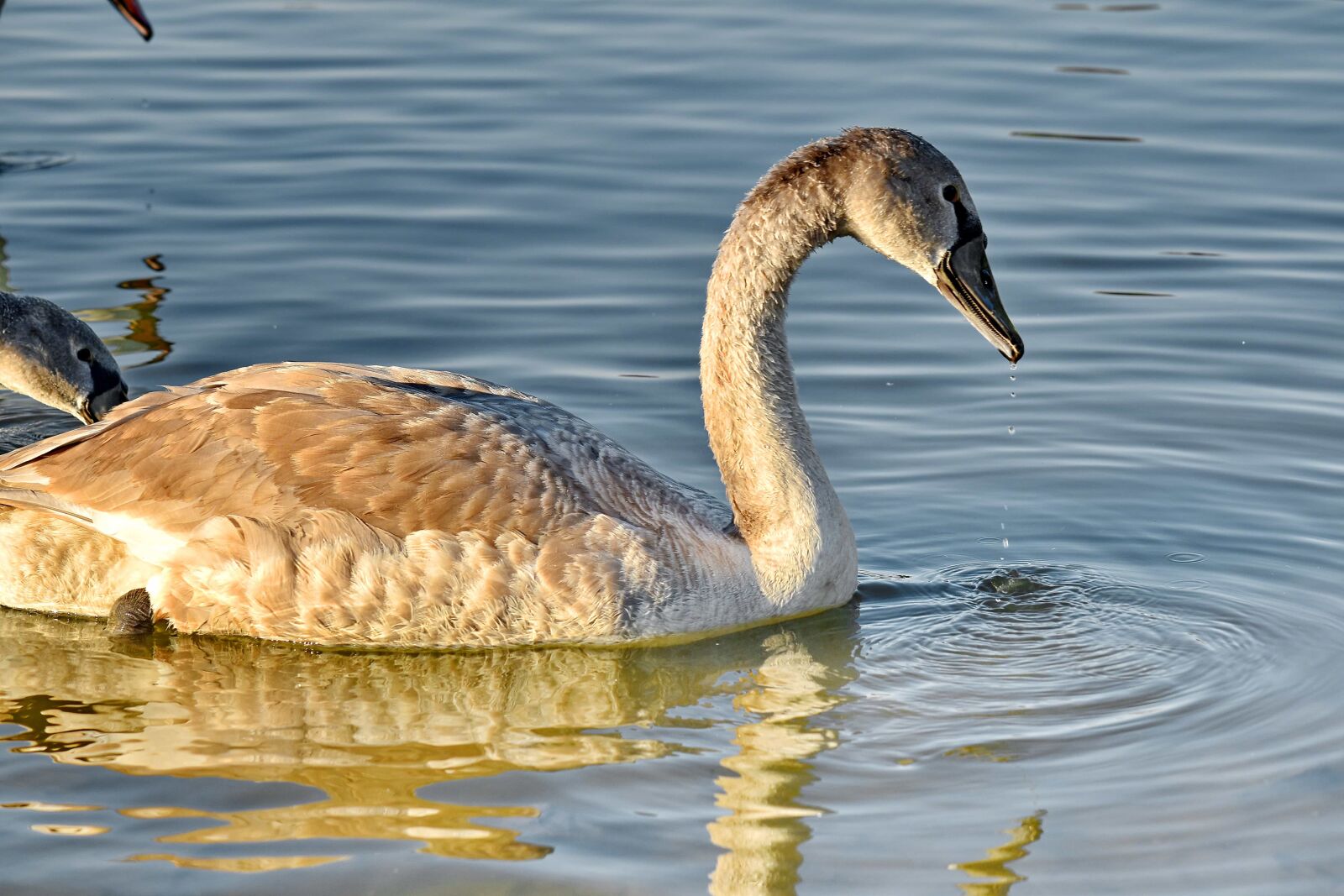 Nikon D5500 sample photo. Sunrays, sunshine, swan, swimming photography