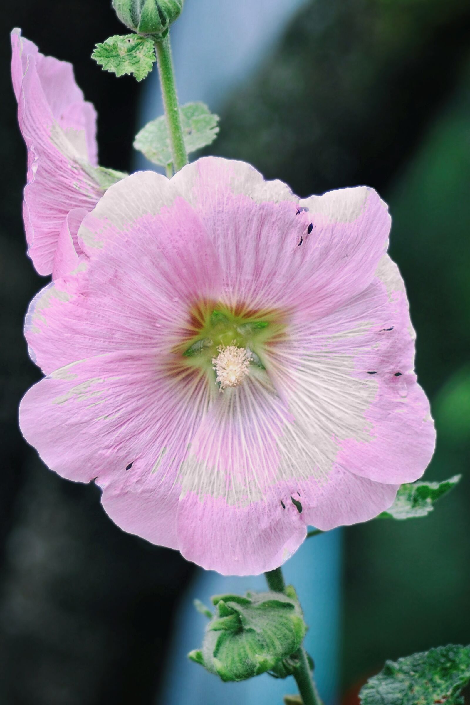 Nikon D3000 sample photo. Mallow, stock rose, pink photography