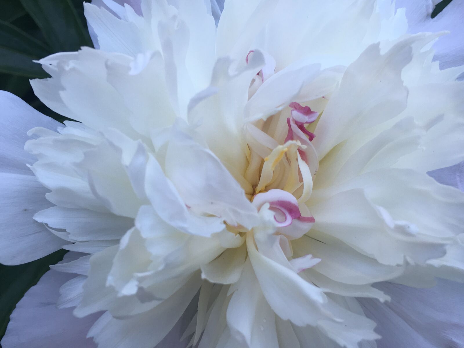 Apple iPhone 6s sample photo. Peony, flower, bloom photography