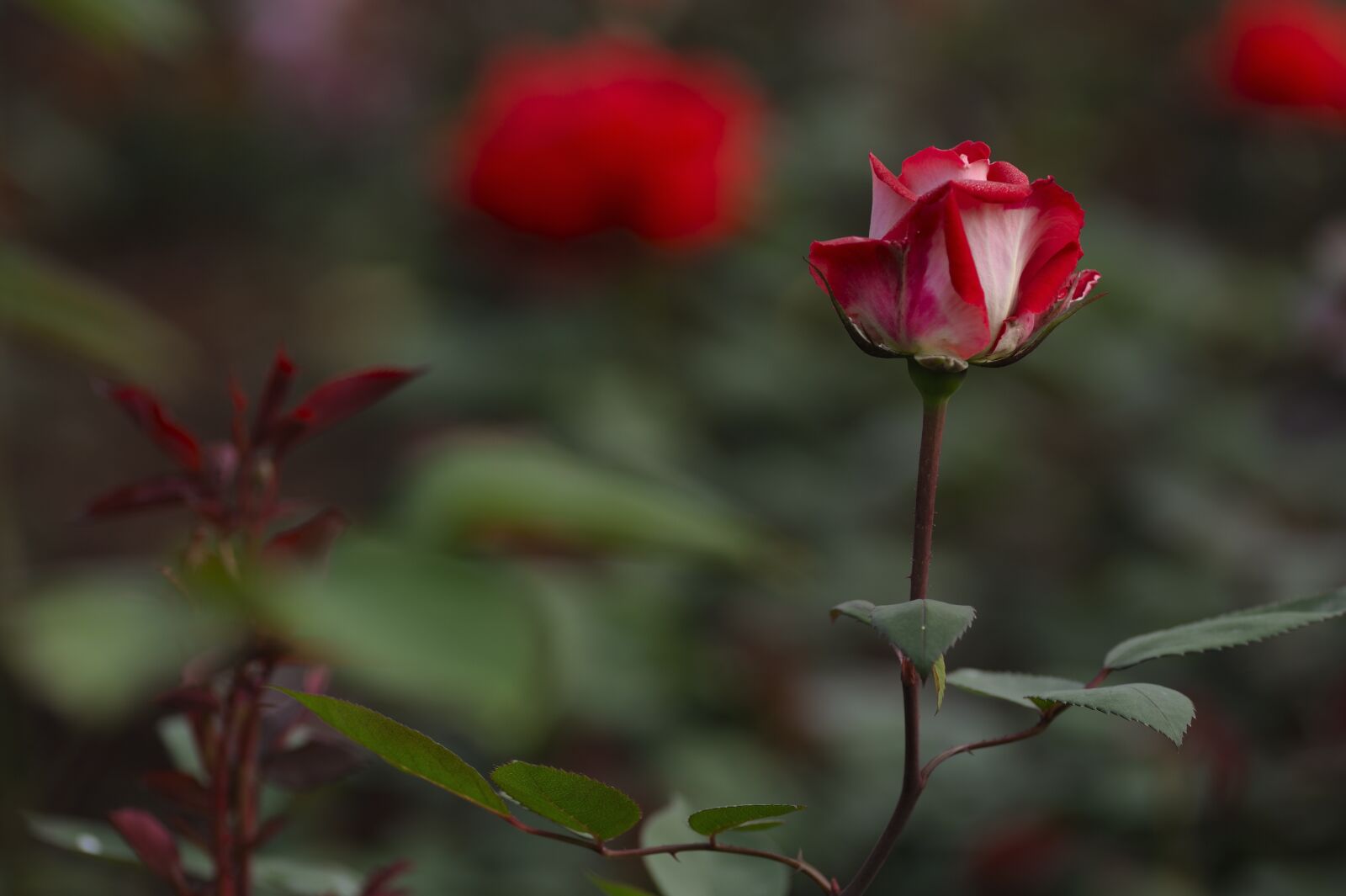 Nikon D700 sample photo. Rose, flower, bloom photography