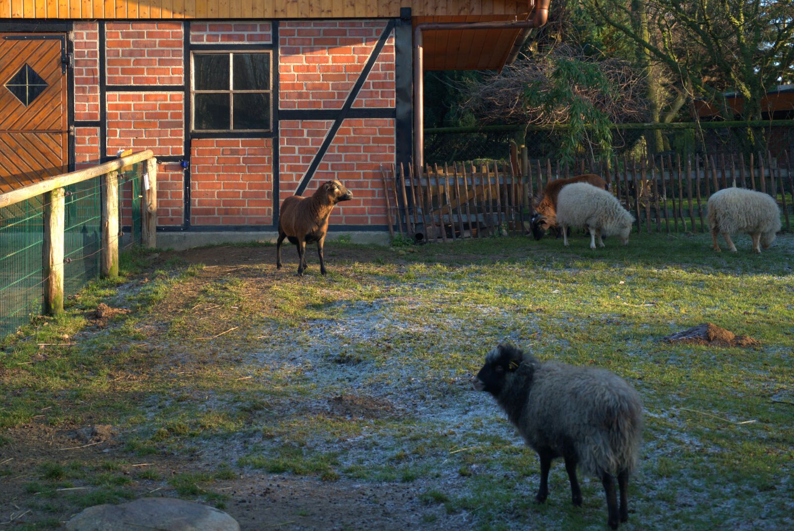 Sony a7 II + Sony Vario Tessar T* FE 24-70mm F4 ZA OSS sample photo. Farm, sheep, lamb photography