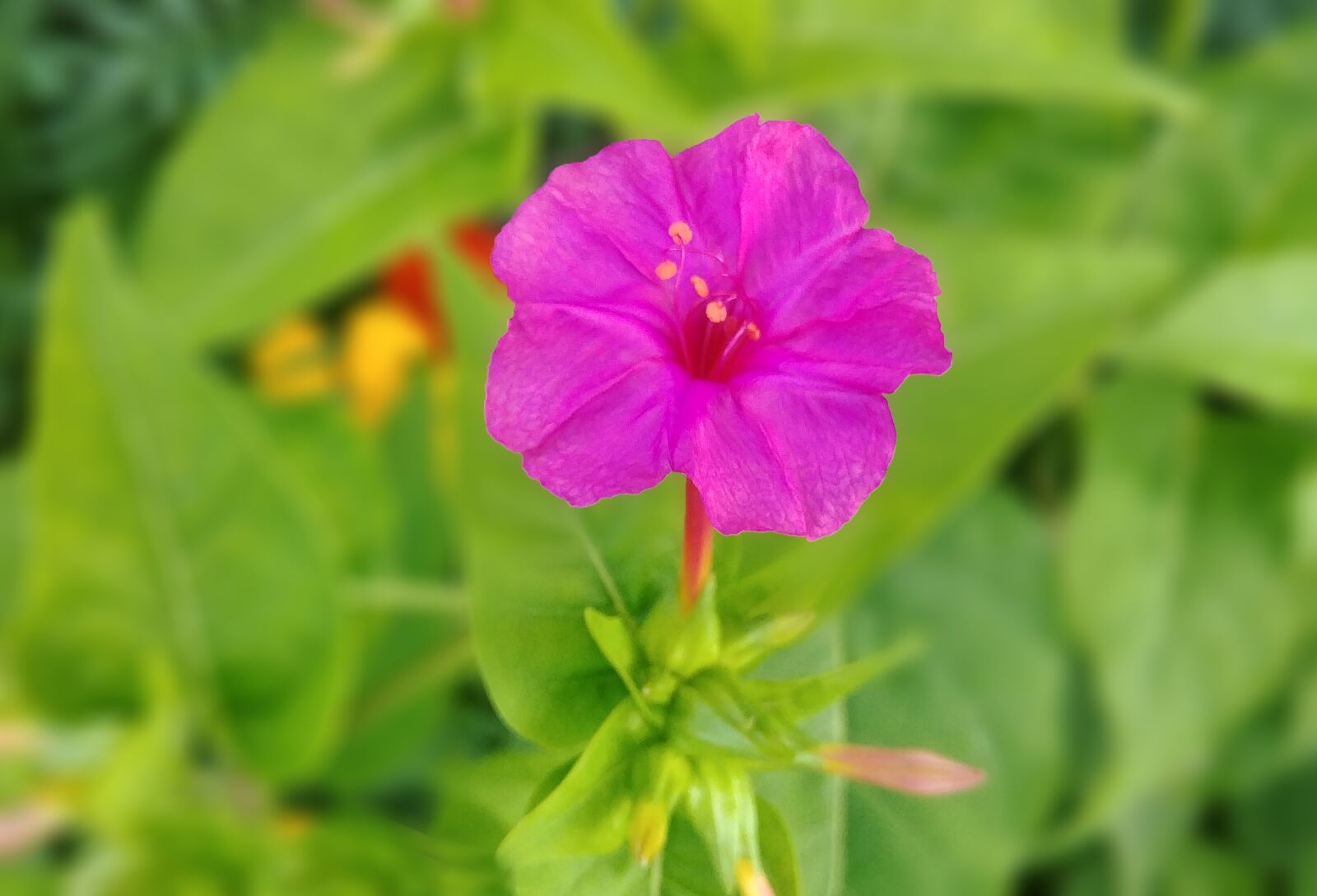 LG G6 sample photo. Minutes flower, red flower photography