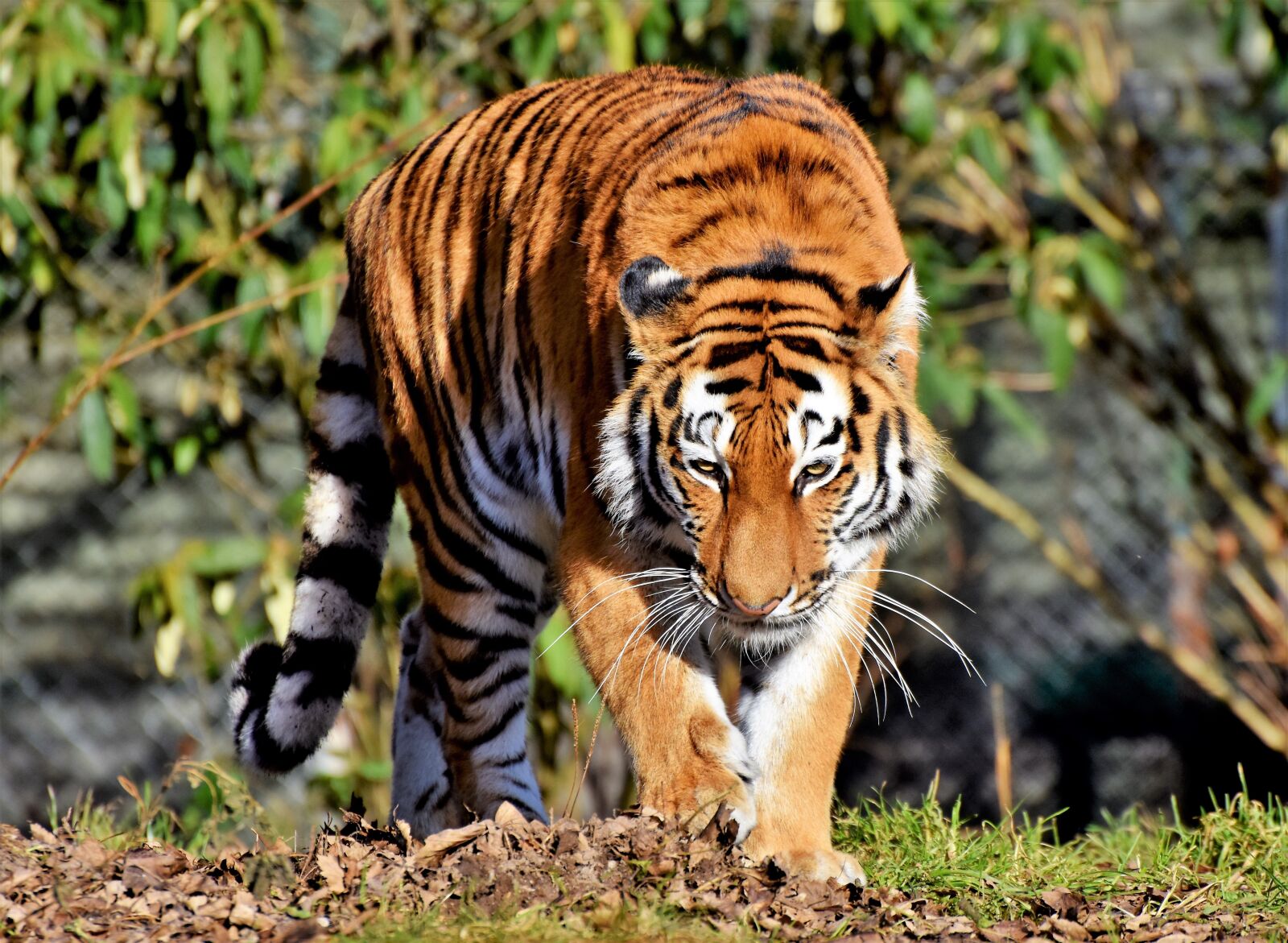 Nikon D7200 sample photo. Tiger, big cat, predator photography