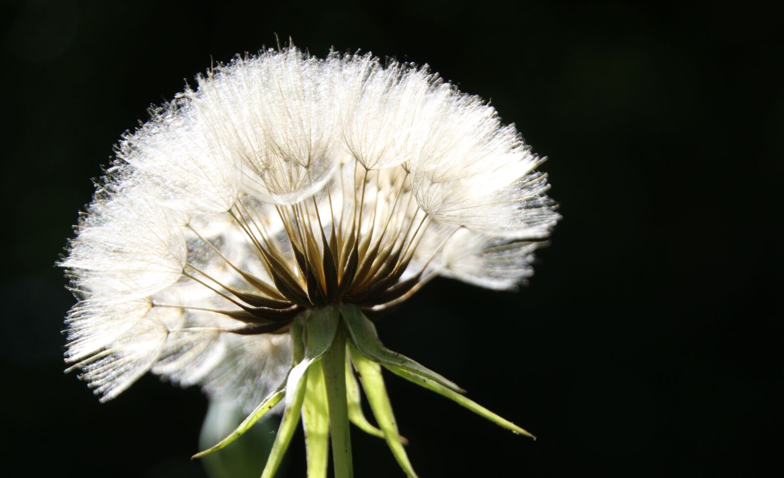 Canon EOS 1200D (EOS Rebel T5 / EOS Kiss X70 / EOS Hi) sample photo. Dandelion, screens, plant photography