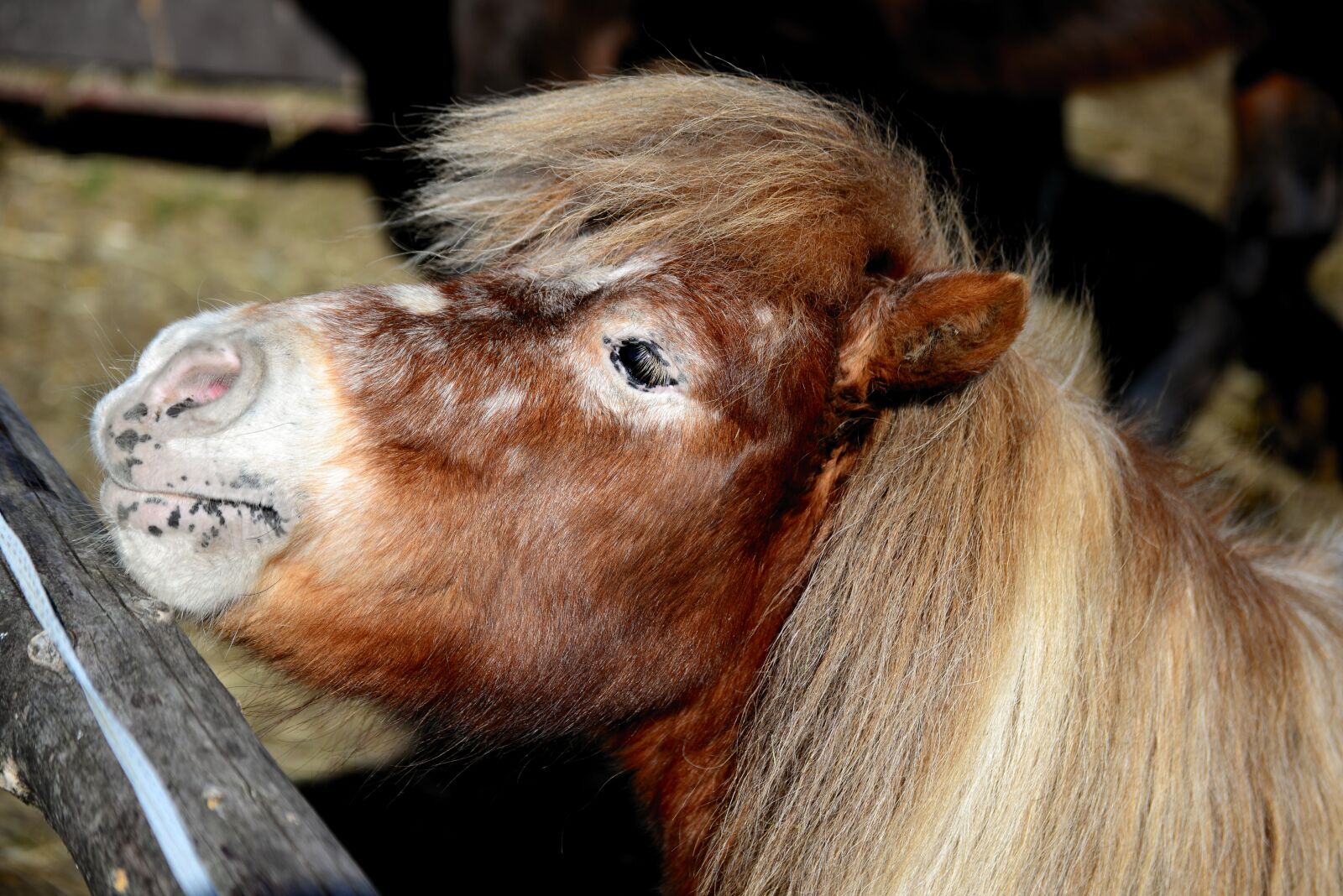 Nikon D610 sample photo. Shetland pony, pony, small photography
