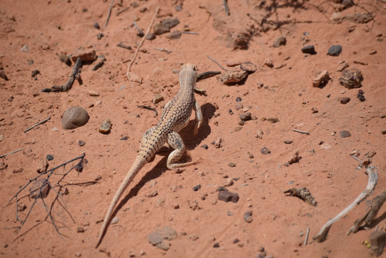 Nikon D3300 sample photo. Desert iguana, desert, iguana photography