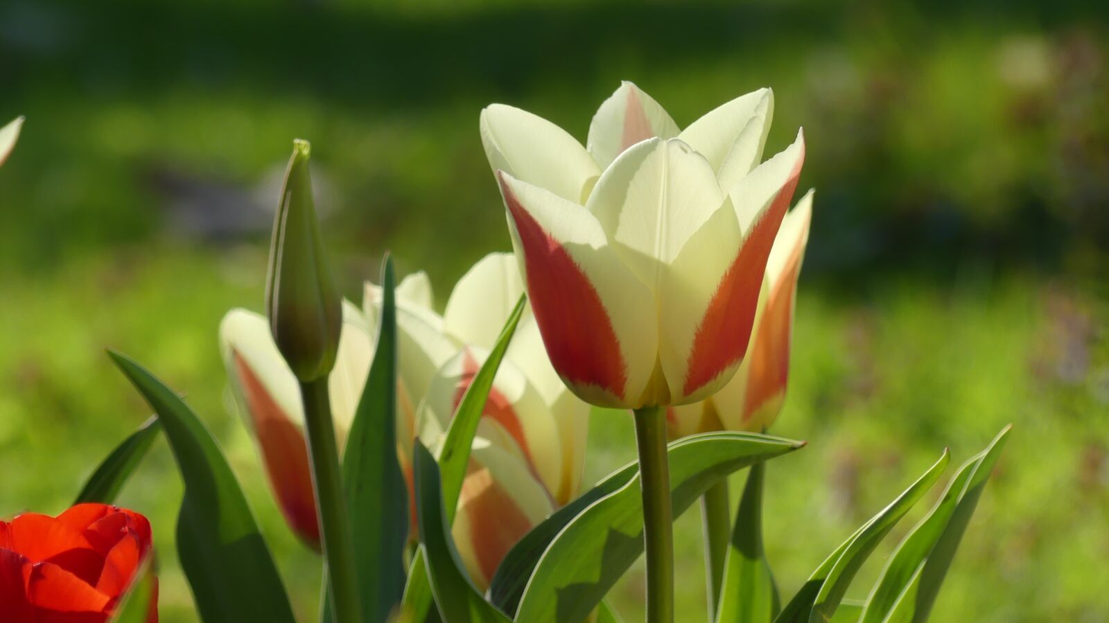 Panasonic Lumix DMC-FZ300 sample photo. Flower, spring, nature photography