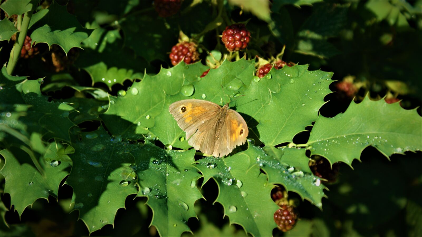 Sony Alpha DSLR-A350 sample photo. Meadow brown, butterfly, after photography