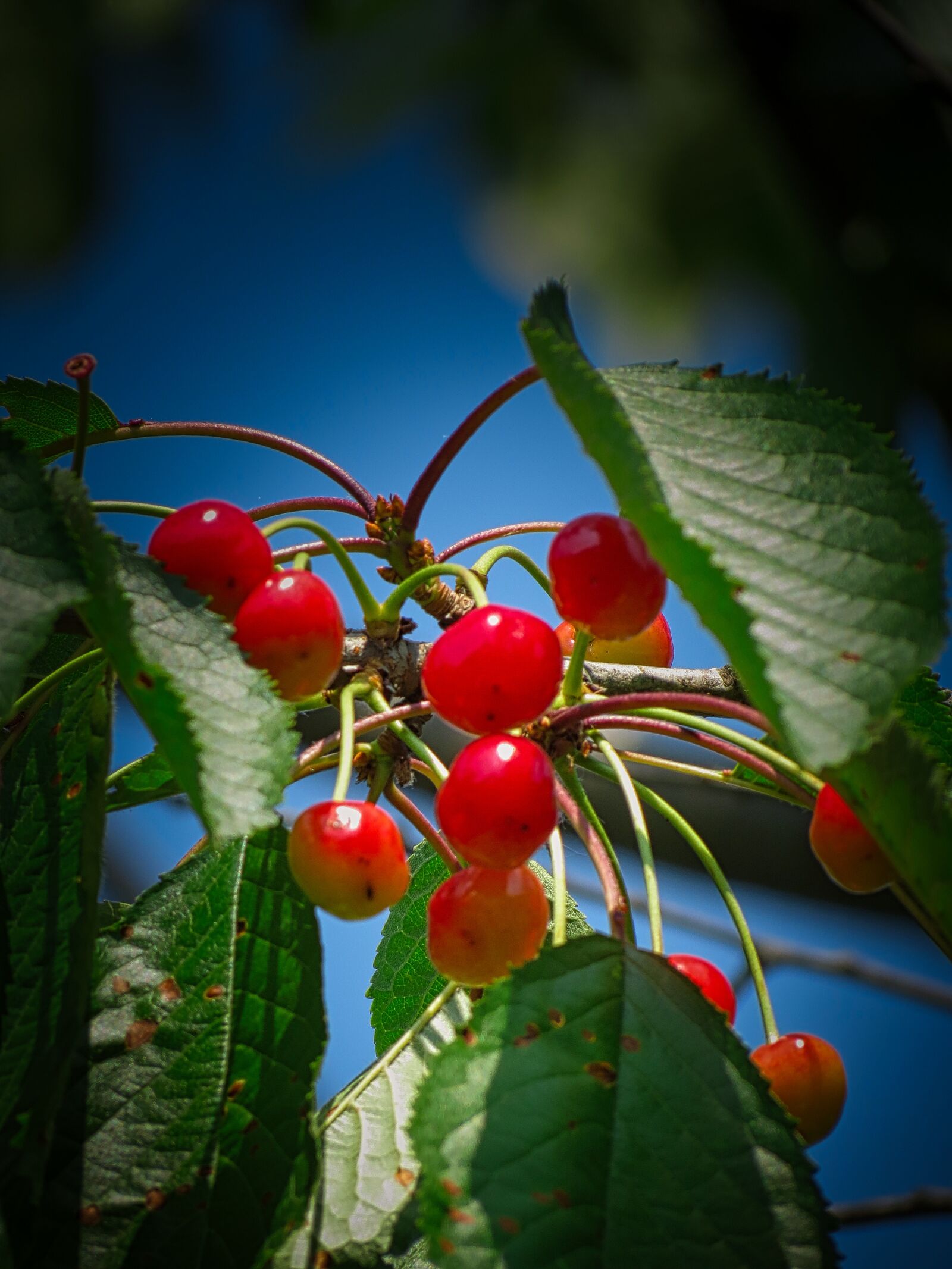 Canon PowerShot SX40 HS sample photo. Cherries, fruits, red photography