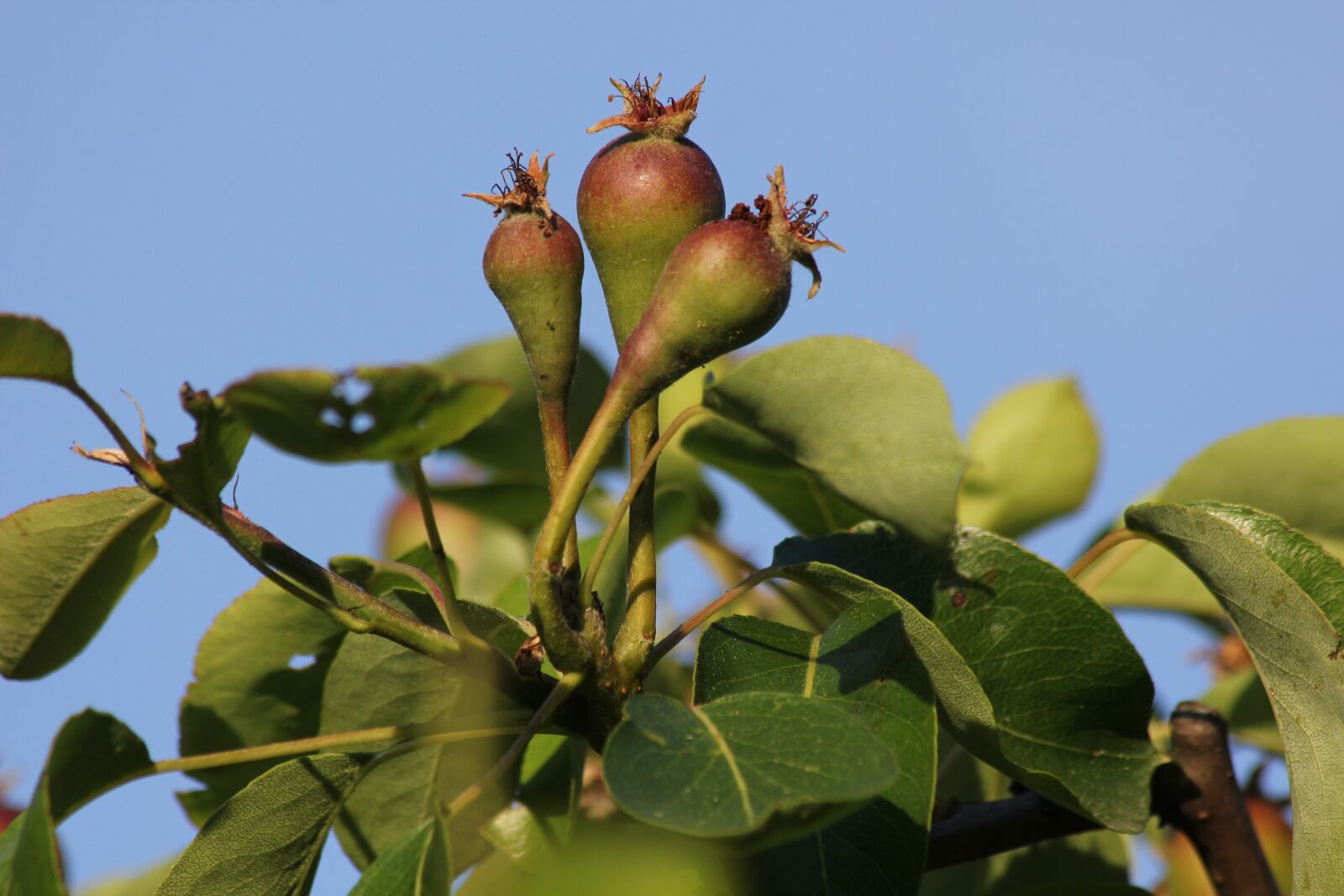 Canon EOS 550D (EOS Rebel T2i / EOS Kiss X4) sample photo. Pear, green, food photography