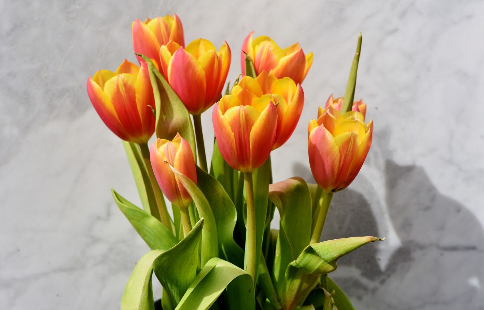 Nikon D7200 sample photo. Tulip, tulip bouquet, blossom photography