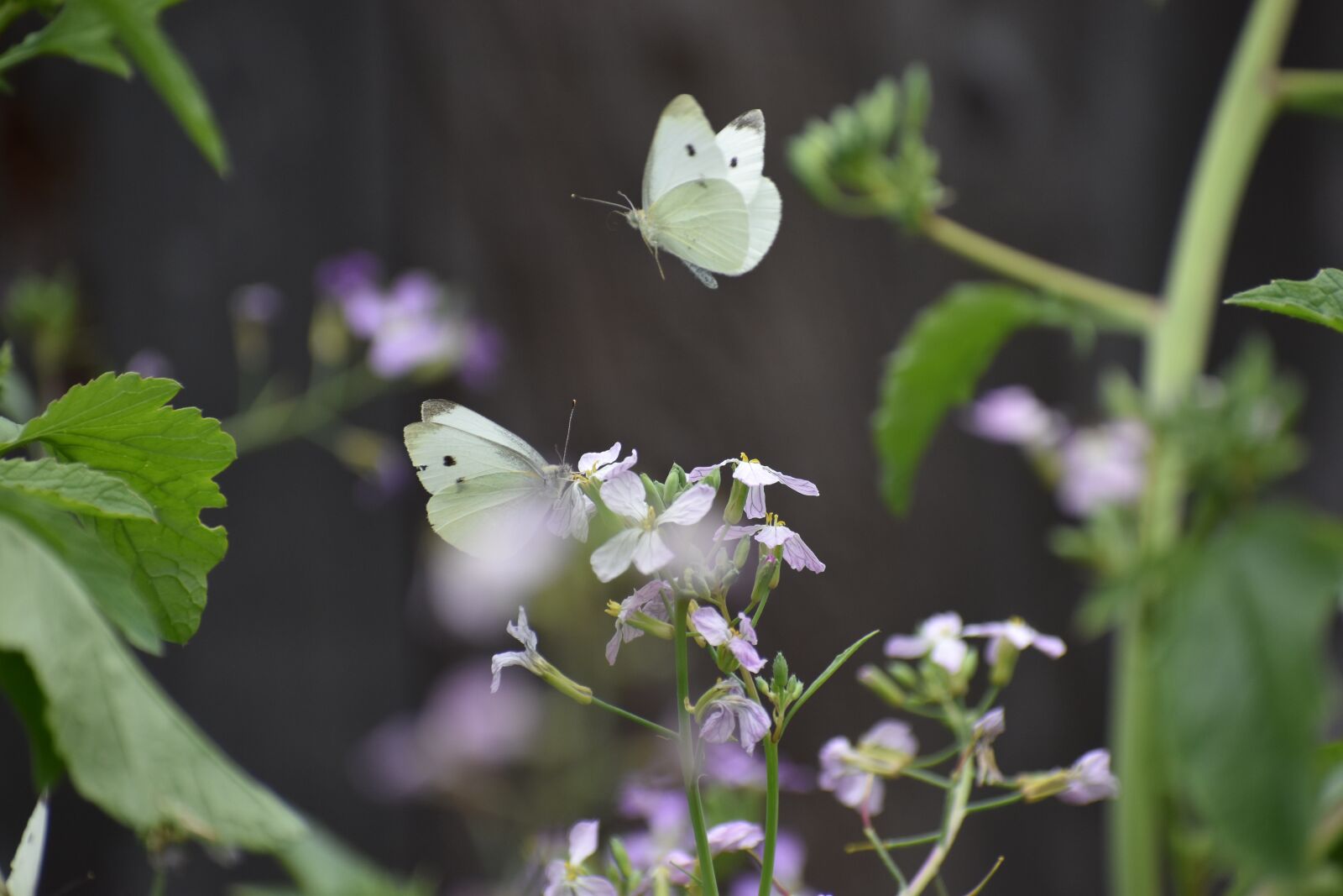 Nikon D3500 sample photo. Two, butterflies, nature photography