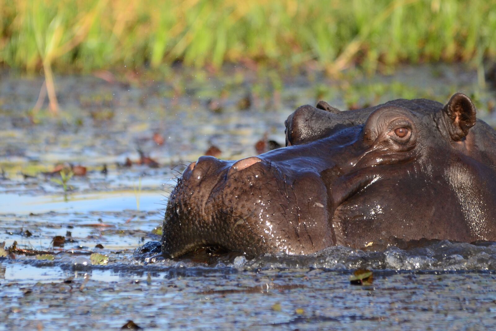 Nikon D7000 sample photo. Hippopotamus, hippo, mammal photography
