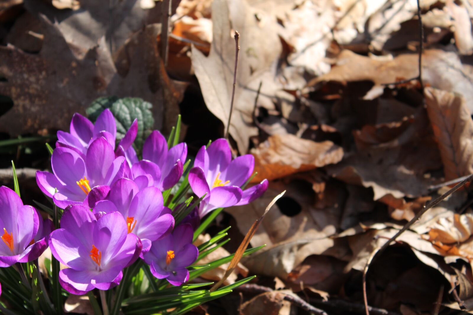 Canon EOS 1100D (EOS Rebel T3 / EOS Kiss X50) sample photo. Crocus, flowers, leaves photography